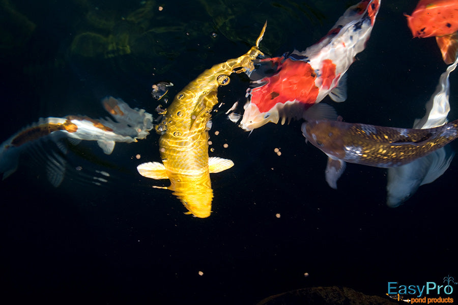 Steps for Opening Your Pond in the Spring