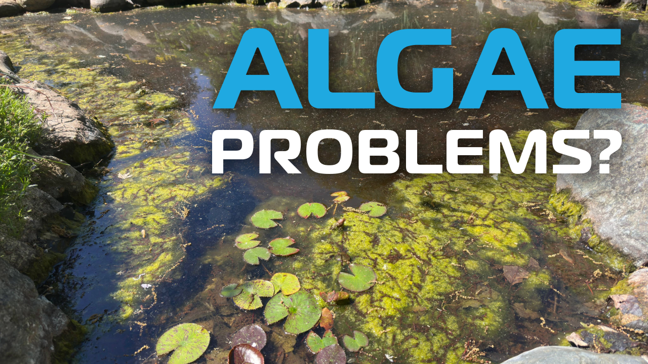 How to Get Rid of Algae in a Pond: What Works and How to Keep It From Coming Back