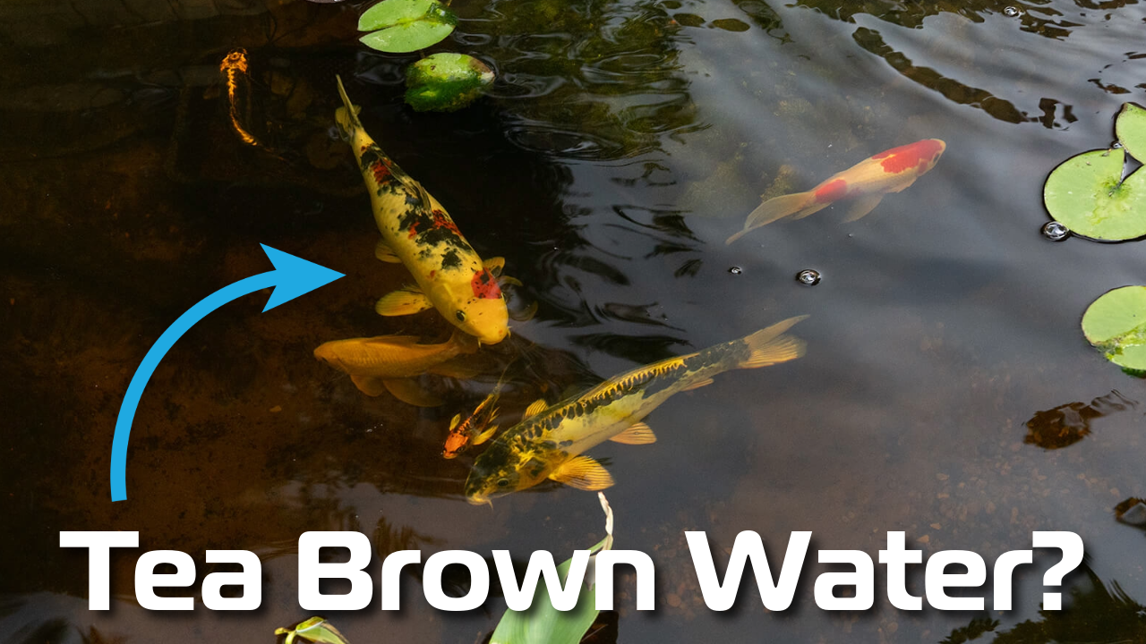 Why Is My Pond Water Brown?