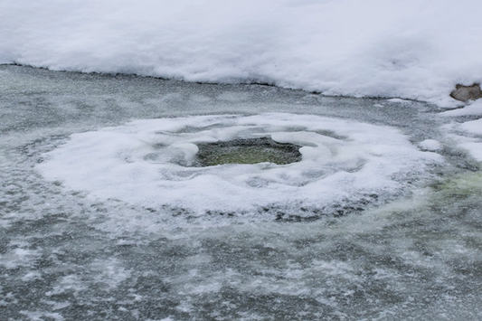 The Basics of Water Garden Winterizing