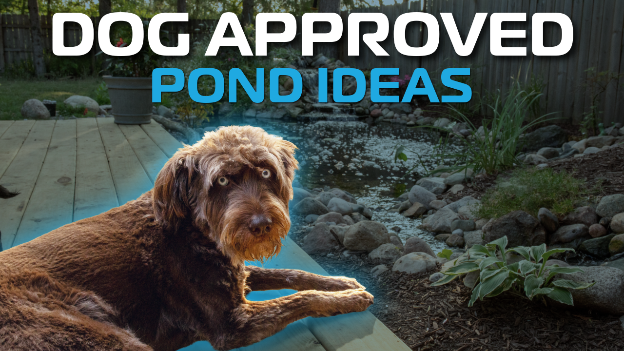 Dog-Approved Backyard Pond Ideas