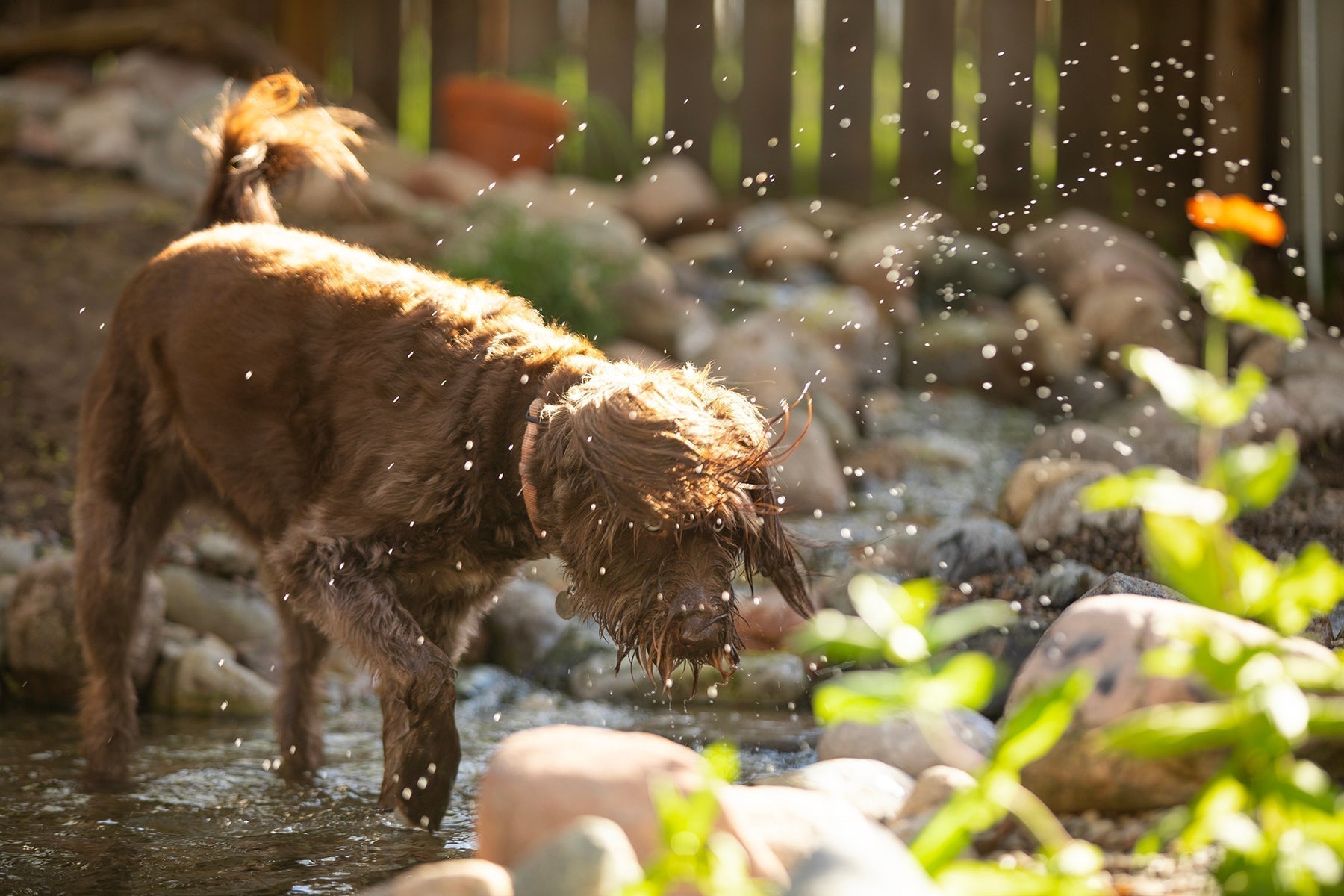 Are Backyard Ponds Safe for Dogs? (What to Know About Recreational Ponds)