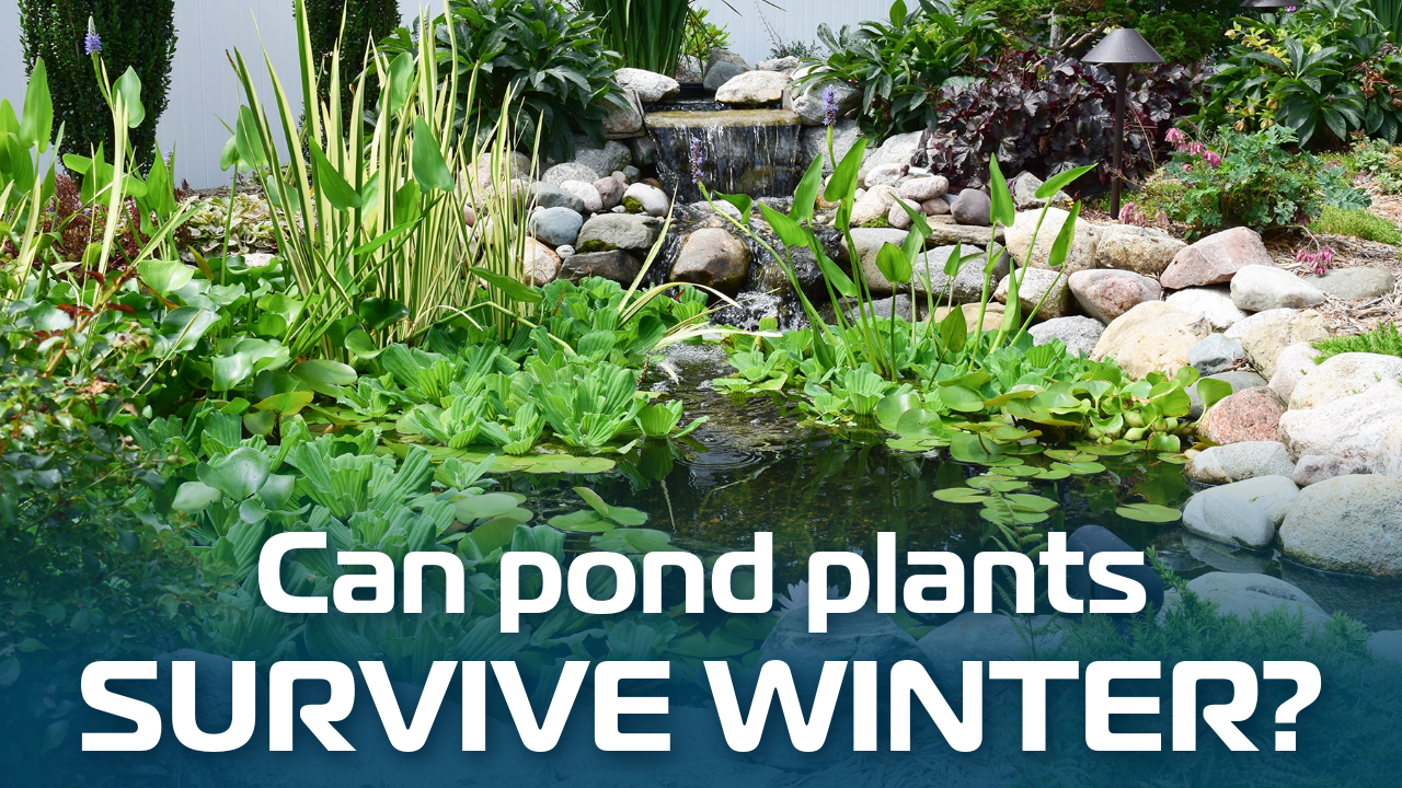 How to Keep Pond Plants Safe Until Spring