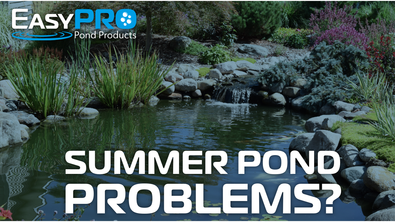 Why ponds struggle in summer (and how to prevent it)