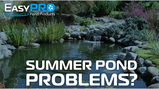 Why ponds struggle in summer (and how to prevent it)