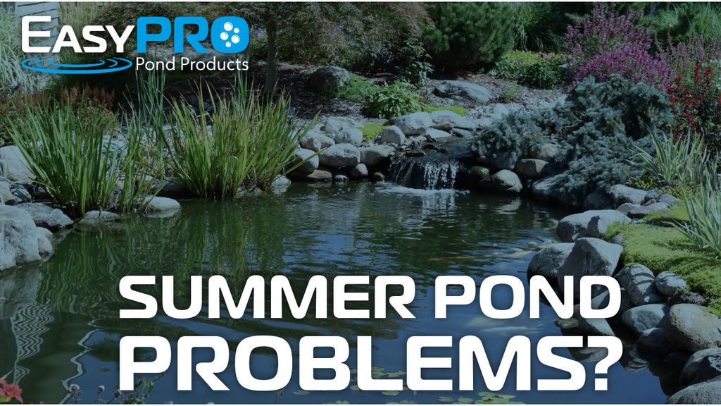 Why ponds struggle in summer (and how to prevent it)