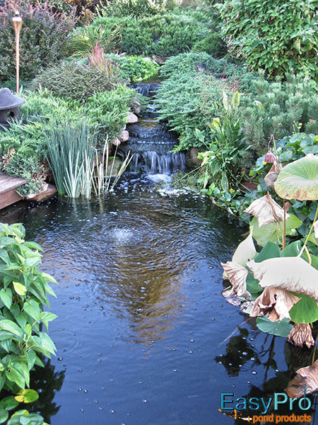 Provide Some “KLC” for Your Pond – Koi Loving Care That Is!