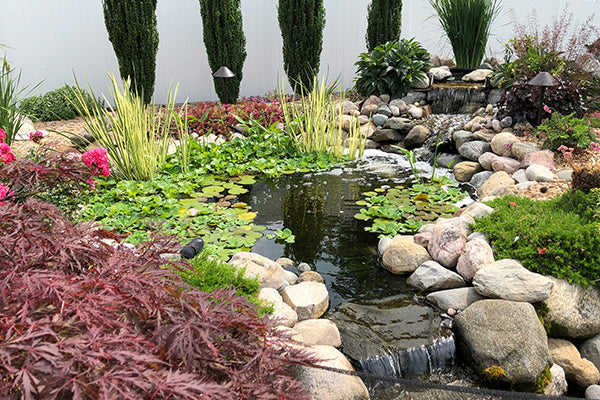 Why ponds struggle in summer (and how to prevent it)