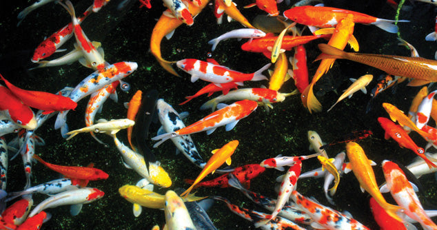 What Causes Fish Kills? …and how to prevent it.