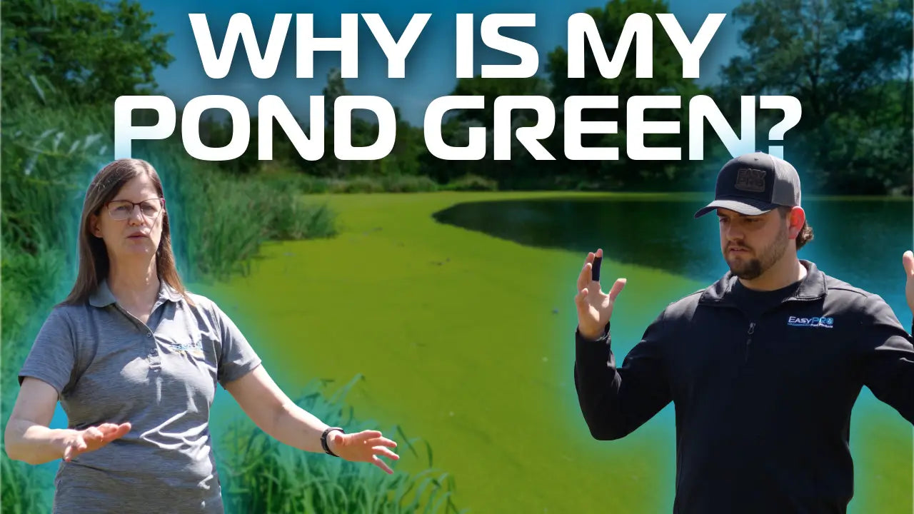 Why Is My Pond Green?