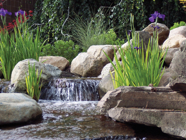 Garden pond waterfall with boulders, tall aquatic plants and landscaped background