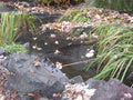 CNR34 Premium Pond and Garden Cover Netting 3/4" Cut-to-Length – Sold per sq. ft.