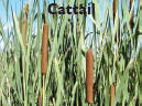 cattail