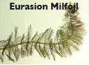 eurasion-milfoil