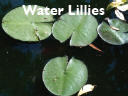 water-lillies