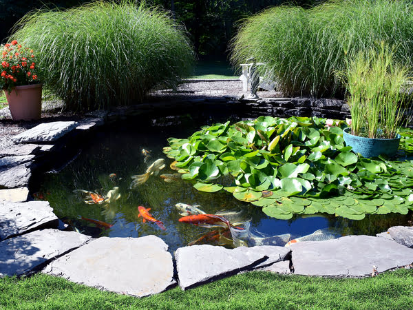 A serene garden pond filled with colorful fish swimming among lush green plants
